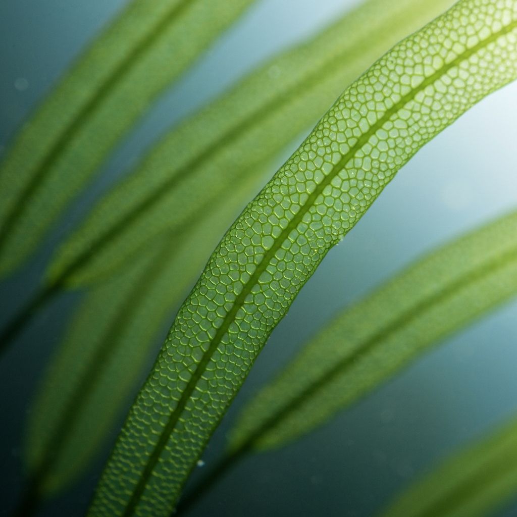 Green seaweed and kelp fronds